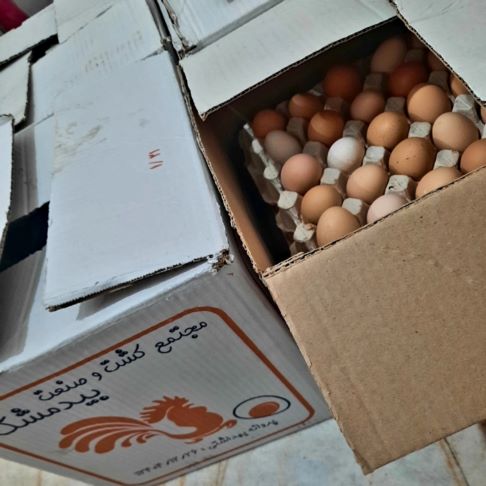 تخم مرغ محلی ارگانیک ، گلپایگان